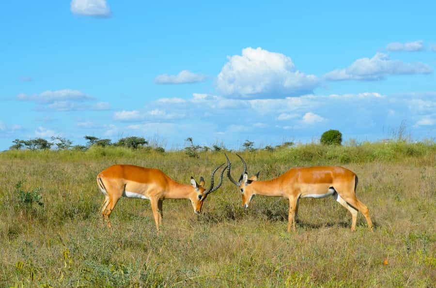 Nairobi : Nairobi National Park: 5- hours Guided Game Drive - Rhinos, big cats, and realistic expectations
