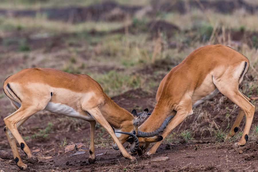 Nairobi : Nairobi National Park: 5- hours Guided Game Drive - What the $45 price really buys you