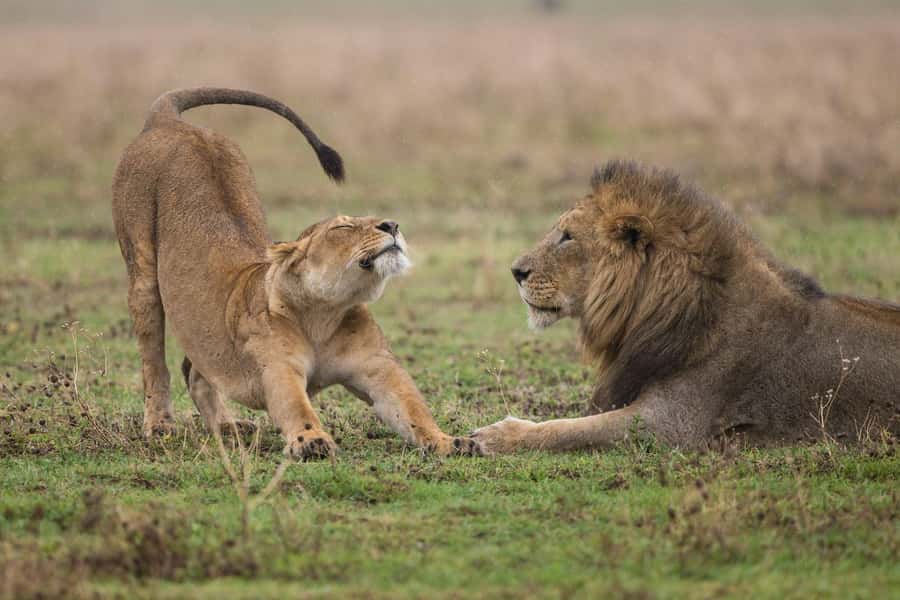 Nairobi : Nairobi National Park: 5- hours Guided Game Drive - What is and is not included