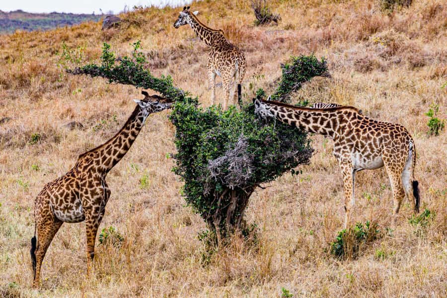 Nairobi : Nairobi National Park: 5- hours Guided Game Drive - Who will get the most from this drive