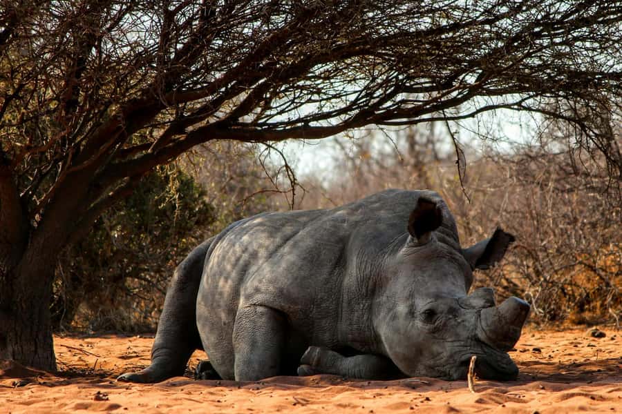 Nairobi : Nairobi National Park: 5- hours Guided Game Drive - Hotel pickup and the 30-minute ride