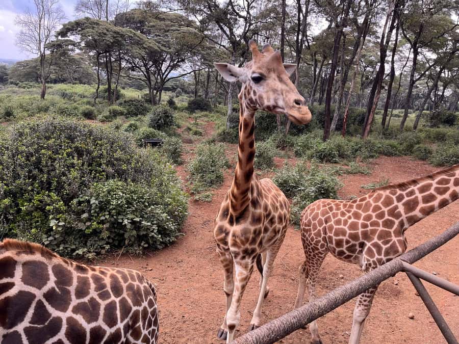 Nairobi:Nairobi national park,David sheldrick,GiraffeCenter - Key points to know before booking
