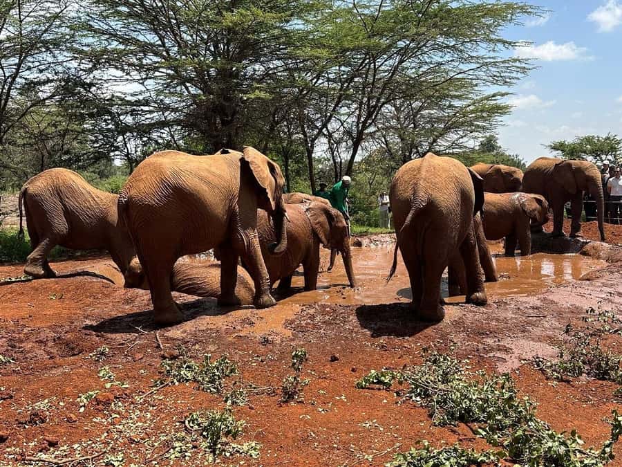 Nairobi:Nairobi national park,David sheldrick,GiraffeCenter - Practical details for a smoother morning
