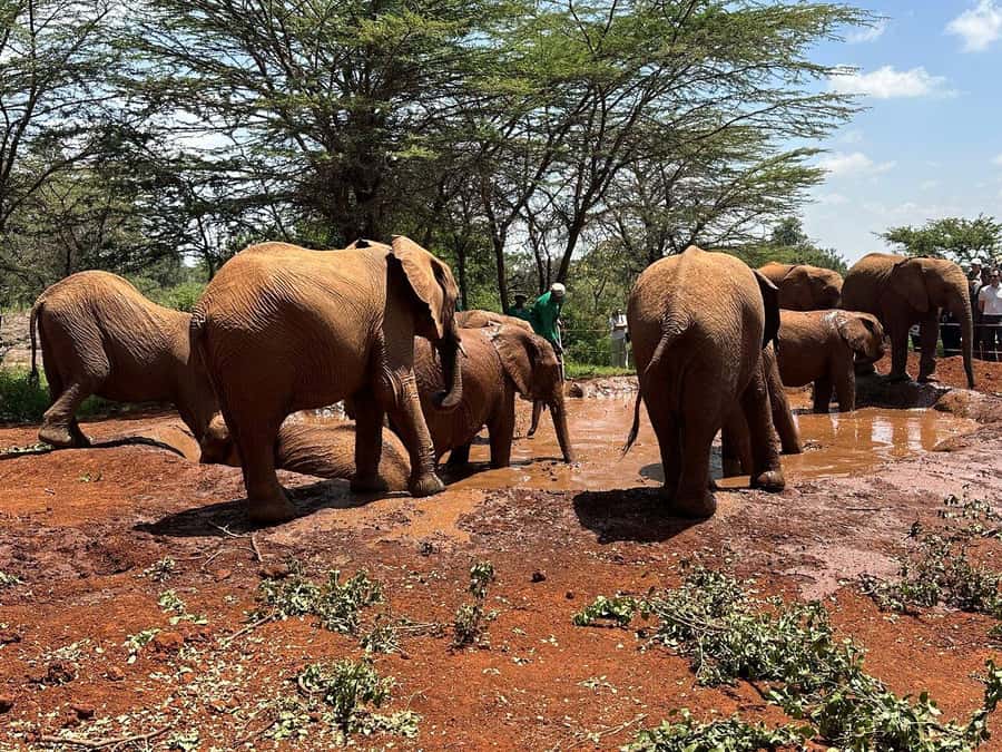 Nairobi:Nairobi national park,David sheldrick,GiraffeCenter - Why this Nairobi combination works