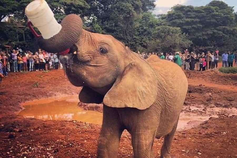 Nairobi:Nairobi national park,David sheldrick,GiraffeCenter - What the small group adds