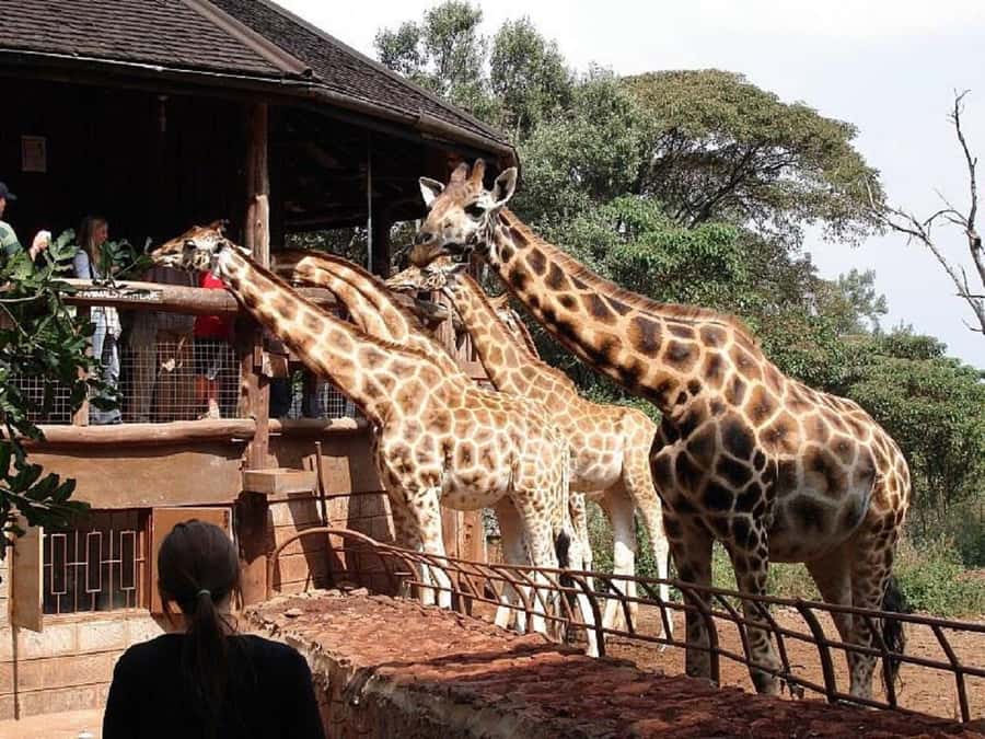 Nairobi:Nairobi national park,David sheldrick,GiraffeCenter - A 6:00 a.m. pickup and the road into the park