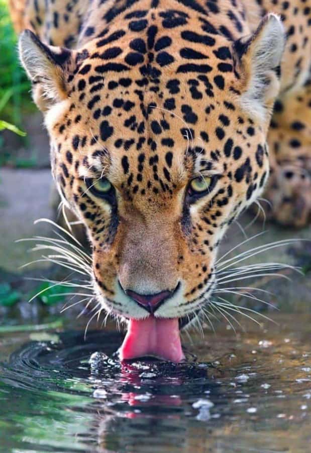 Nairobi: Nairobi National Park Half-Day Game Drive - Morning or Afternoon: Choose Carefully