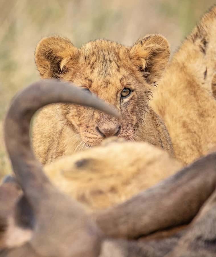 Nairobi: Nairobi National Park Half-Day Game Drive - What the $36 Price Really Buys