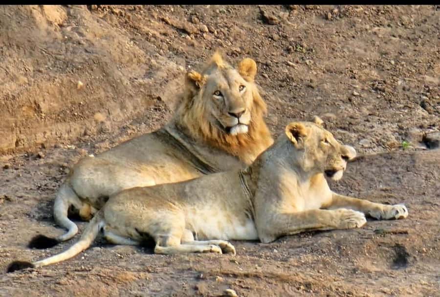 Nairobi: Nairobi National Park Half-Day Game Drive - Booking Advice Before You Pay