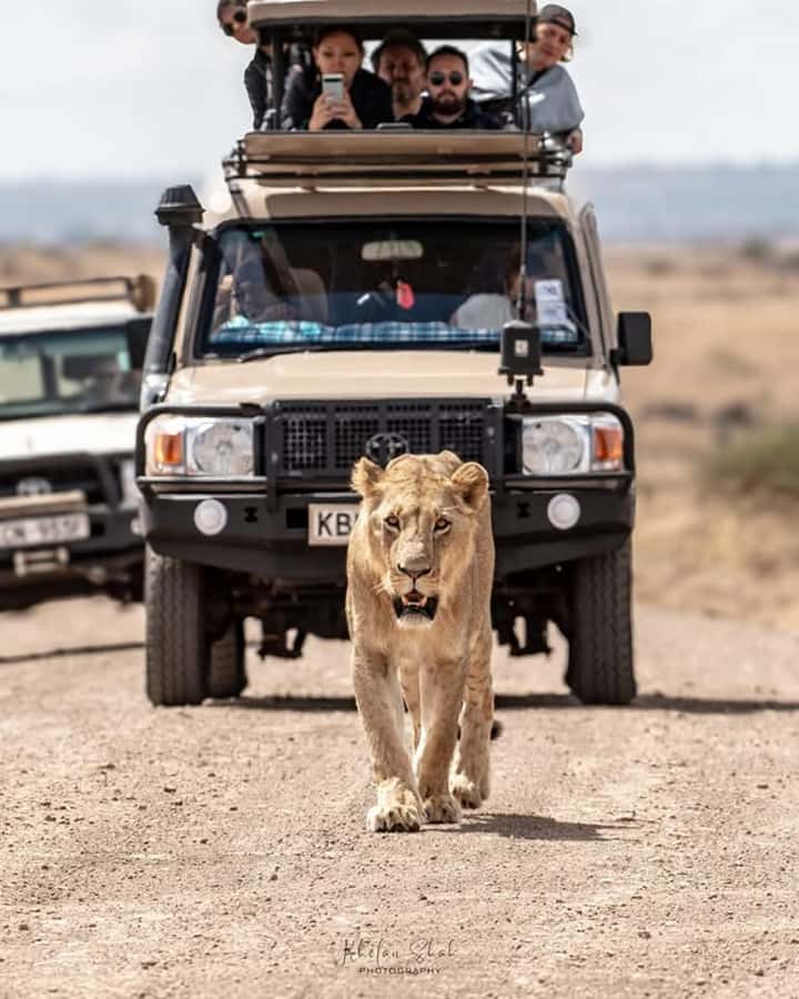 Nairobi: Nairobi National Park Half-Day Game Drive - Four Hours Among Rhinos and Lions