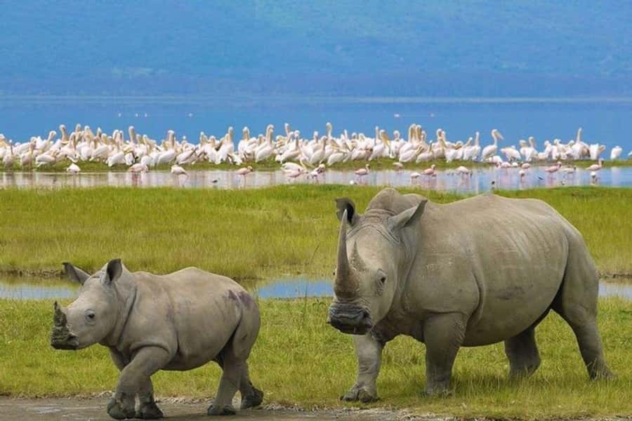 Nairobi: Nakuru National Park and Lake Naivasha Day Tour - Key points before you book
