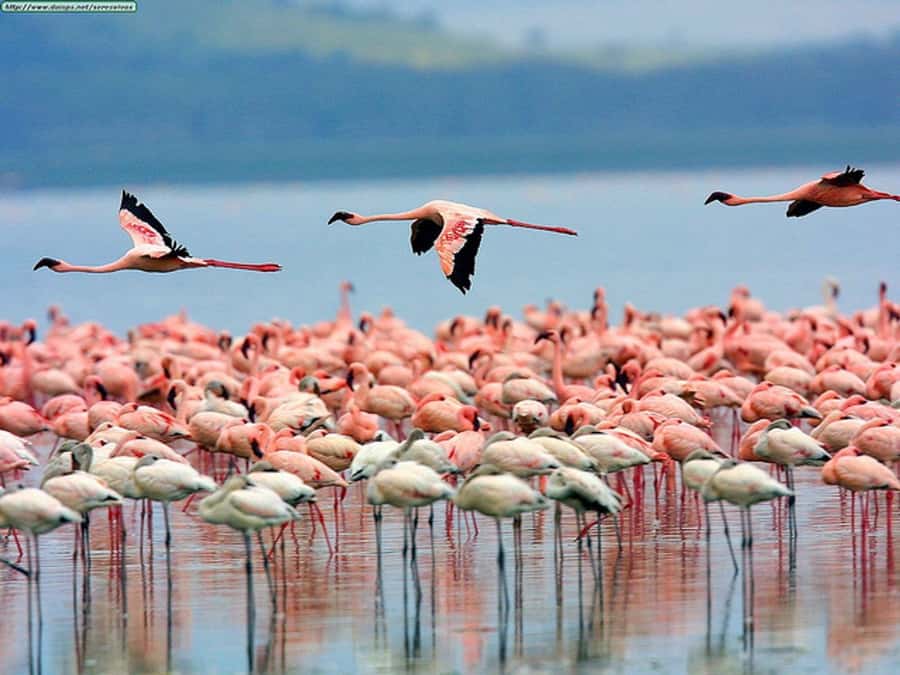 Nairobi: Nakuru National Park and Lake Naivasha Day Tour - A practical lunch break at Lake Nakuru Lodge