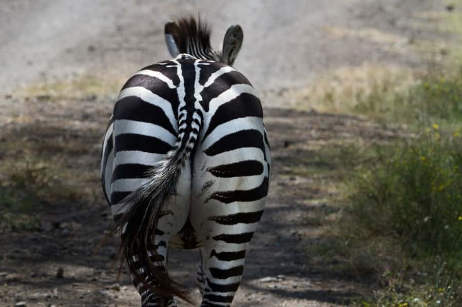 Nairobi: Nakuru National Park and Lake Naivasha Day Tour - How the $215 price works in real life