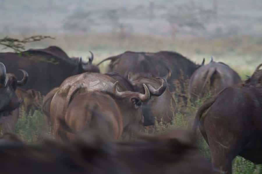 Nairobi: Nakuru National Park and Lake Naivasha Day Tour - The 11-hour schedule and what it feels like