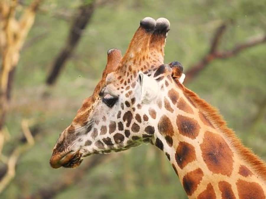 Nairobi: Nakuru National Park and Lake Naivasha Day Tour - Should you book the Nakuru and Naivasha day tour?