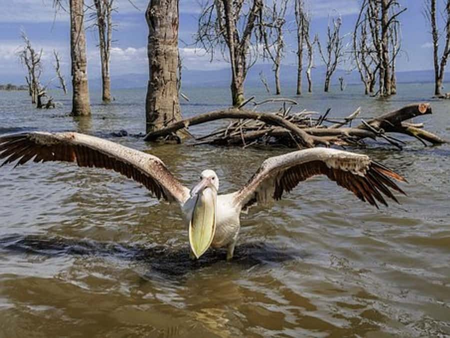 Nairobi: Nakuru National Park and Lake Naivasha Day Tour - Lake Nakuru National Park and its famous rhinos