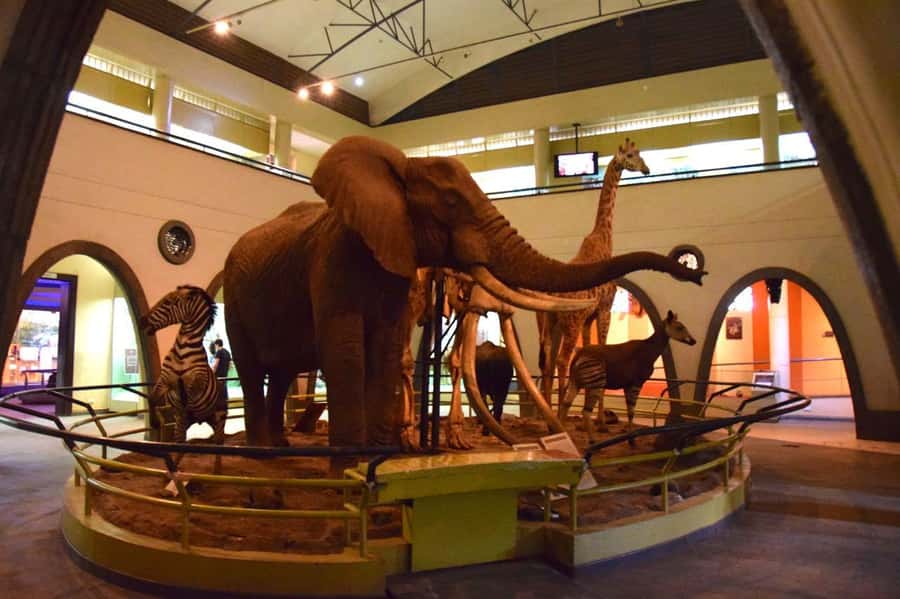 Nairobi National Museum and Snake Park Guided Day Tour - Why this Nairobi half-day tour works