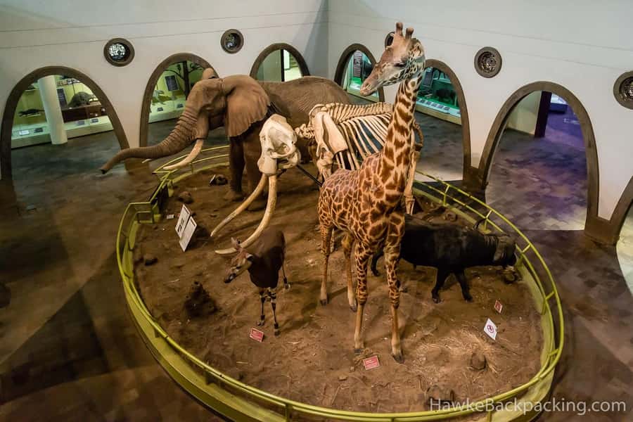 Nairobi National Museum and Snake Park Guided Day Tour - Pickup in Nairobi and the timing question