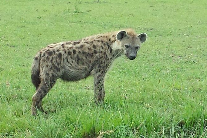 Nairobi National Park 1.p.m Game Drive - Why Nairobi National Park is worth your afternoon