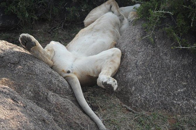 Nairobi National Park 1.p.m Game Drive - What the game drive can offer