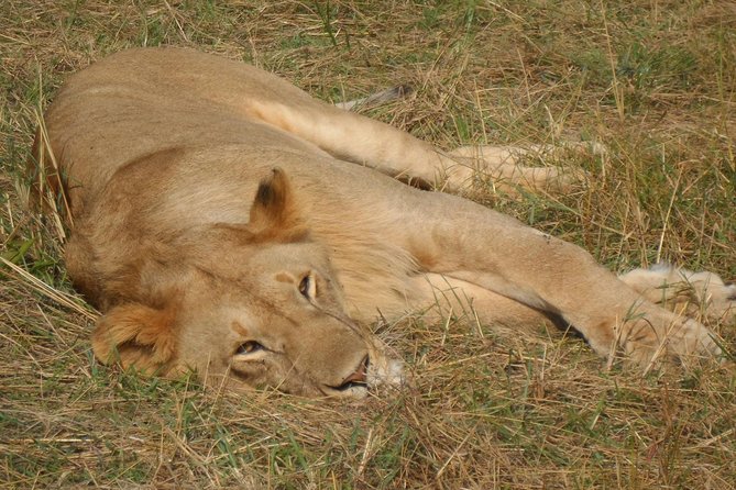 Nairobi National Park 1.p.m Game Drive - The guides are the heart of the experience