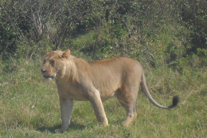 Nairobi National Park 1.p.m Game Drive - Understanding the $75.60 price