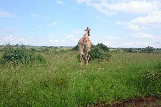 Nairobi National Park 1.p.m Game Drive - What the afternoon schedule means
