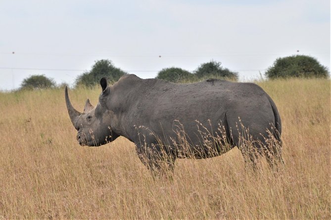 Nairobi National park - Why Nairobi National Park works so well