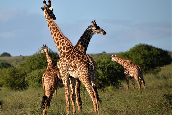 Nairobi National park - Four hours of searching for wildlife