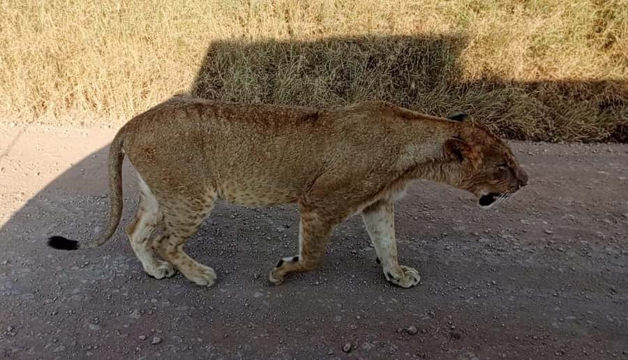 Nairobi National Park 5-hour Guided Game Drive Free Pick up - Why Nairobi National Park makes sense on a short stay