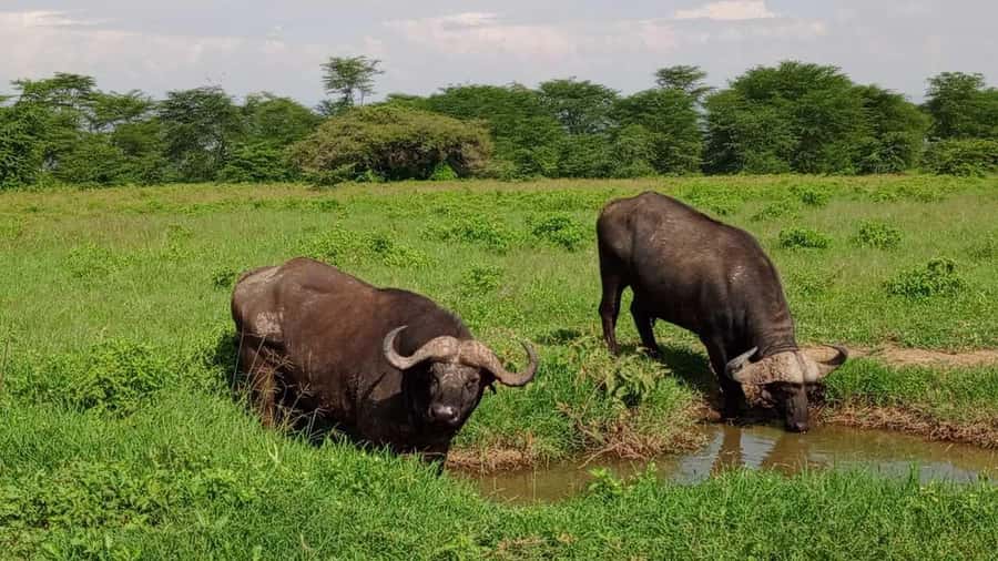 Nairobi National Park 5-hour Guided Game Drive Free Pick up - Five hours of wildlife search inside the park