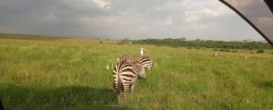 Nairobi National Park 5-hour Guided Game Drive Free Pick up - Guides make the difference