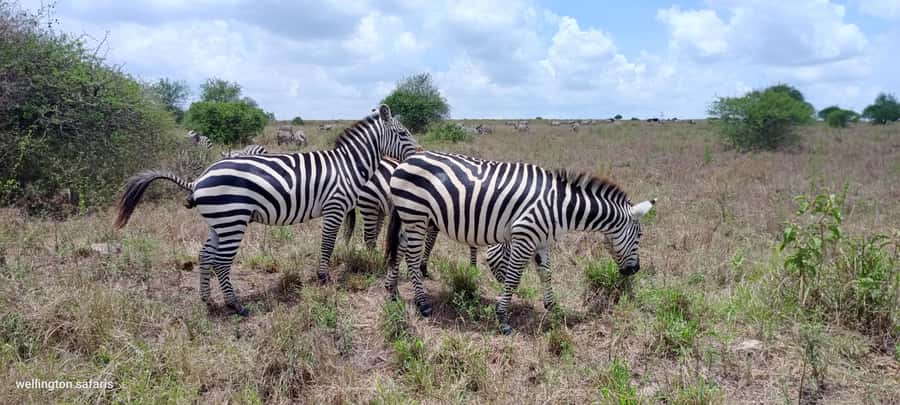 Nairobi National Park 5-hour Guided Game Drive Free Pick up - The KOBE TOUGH craft stop
