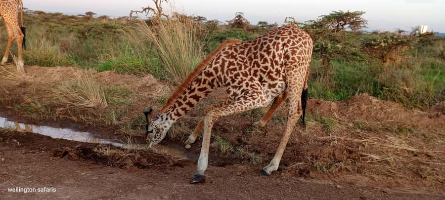 Nairobi National Park 5-hour Guided Game Drive Free Pick up - What the USD 37 price really means