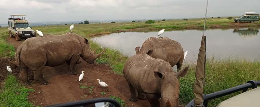 Nairobi National Park 5-hour Guided Game Drive Free Pick up - Pickup from Nairobi and the 40-minute drive