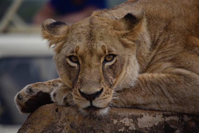 Nairobi National Park 5 Hours Tour - Cancellation and booking details