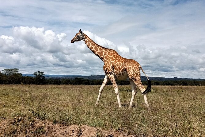 Nairobi National Park 6 am Group-Joining Game Drive - Open-roof viewing and photography