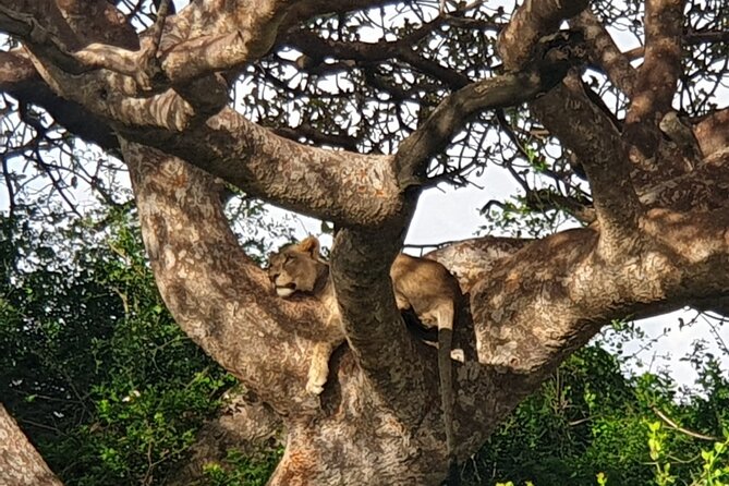 Nairobi National Park 6 am Group-Joining Game Drive - The extra city hour after the park