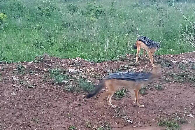Nairobi National Park 6 am Group-Joining Game Drive - Who will get the most from this game drive