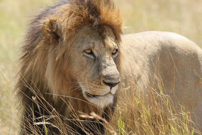 Nairobi National Park 6 am Group Joining Game drive. - The 6 am pickup and ride into the park