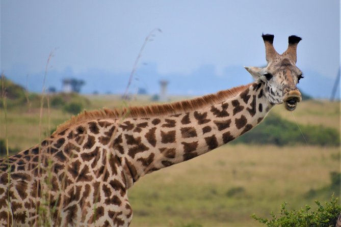 Nairobi National Park - Timing, weather, and the limits of a short safari