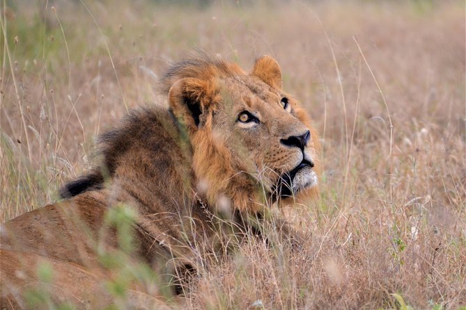 Nairobi National Park - Who will enjoy this Nairobi safari most