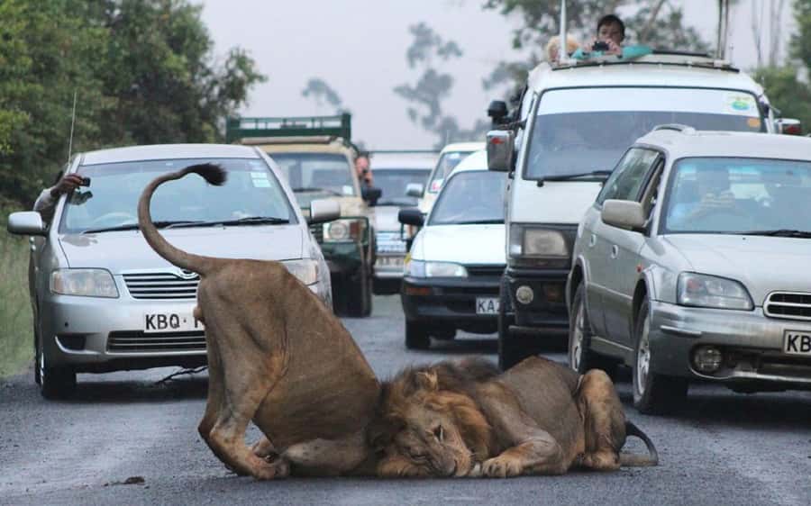 Nairobi National Park –Adventure at City’s Edge Free PickUp - What the $20 price really means