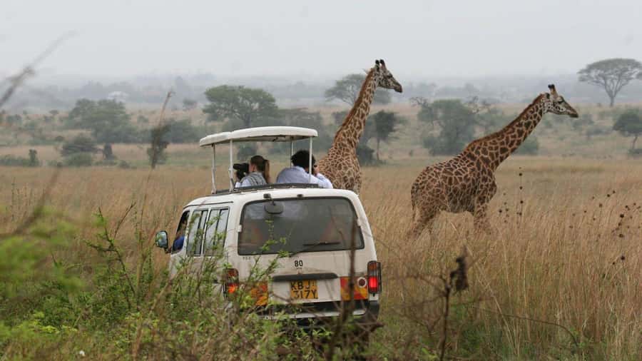 Nairobi National Park –Adventure at City’s Edge Free PickUp - Who should book this Nairobi safari