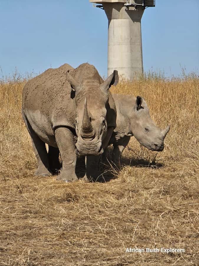 NAIROBI NATIONAL PARK AFTERNOON GAME DRIVE. - Why an afternoon safari works so well