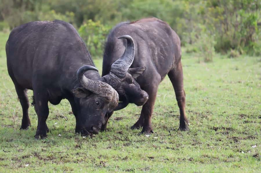 NAIROBI NATIONAL PARK AFTERNOON GAME DRIVE. - The first hours: acacia trees, open grassland, and patient searching