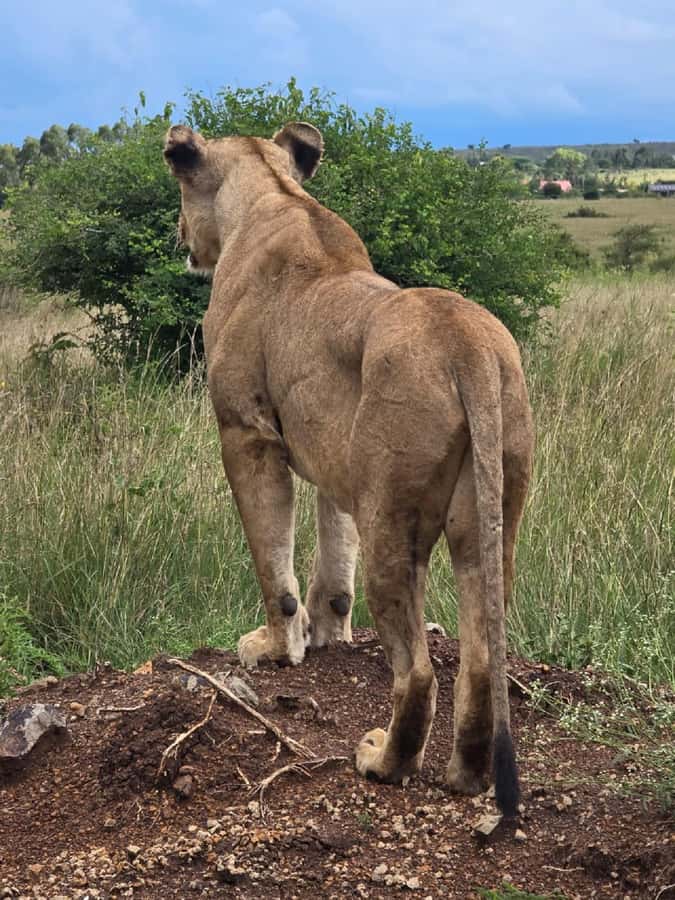 NAIROBI NATIONAL PARK AFTERNOON GAME DRIVE. - Wildlife viewing without false promises