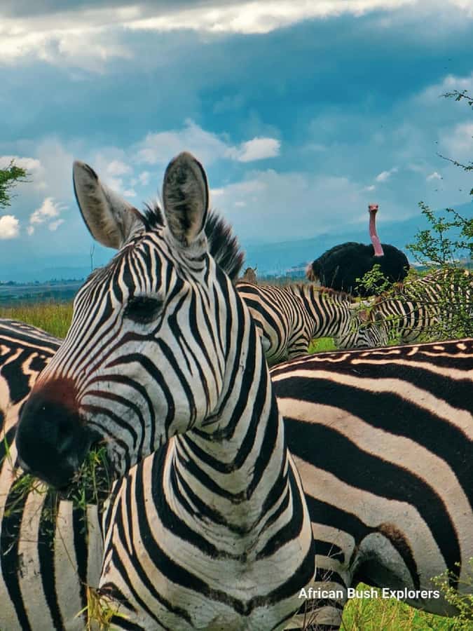 NAIROBI NATIONAL PARK AFTERNOON GAME DRIVE. - The middle of the drive and a useful comfort stop