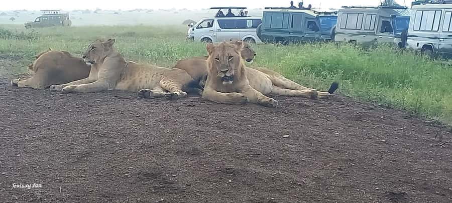 NAIROBI NATIONAL PARK AFTERNOON GAME DRIVE. - Who should book this game drive?