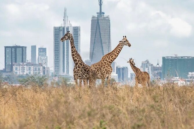 Nairobi National Park and Beads Factory Private Tour - Five hours among lions, rhinos, and city towers